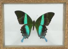 BUTTERFLY SPECIMENS