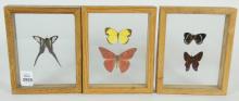 BUTTERFLY SPECIMENS