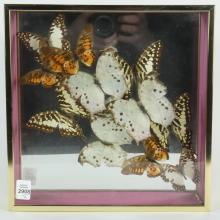 2 FRAMES BUTTERFLY SPECIMENS