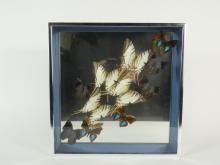 2 FRAMES BUTTERFLY SPECIMENS