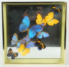 2 FRAMES OF BUTTERFLY SPECIMENS