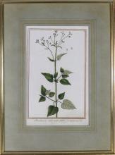 TWO ANTIQUE BOTANICAL PRINTS