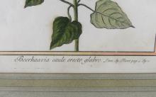 TWO ANTIQUE BOTANICAL PRINTS