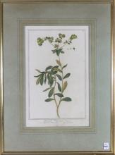 TWO ANTIQUE BOTANICAL PRINTS