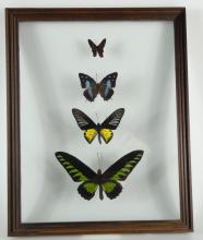 7 BUTTERFLY SPECIMENS