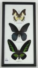 7 BUTTERFLY SPECIMENS