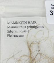 REAL MAMMOTH HAIR FROM SIBERIA