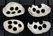 COLLECTION OF SHELL BUTTON BLANKS