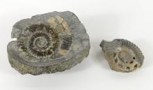 TWO FOSSILS