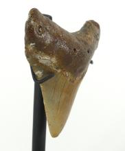 MEGALODON TOOTH