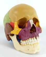 HUMAN SKULL TEACHING MODEL