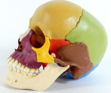 HUMAN SKULL TEACHING MODEL