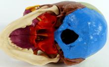 HUMAN SKULL TEACHING MODEL