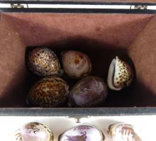 VINTAGE TRAVEL BOX WITH SEASHELLS