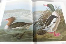 AUDUBON'S BIRDS OF AMERICA