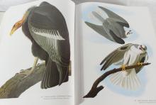 AUDUBON'S BIRDS OF AMERICA