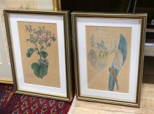 FRAMED BOTANICAL ENGRAVINGS