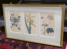 FRAMED BOTANICAL ENGRAVINGS