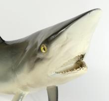 TAXIDERMY SHARK