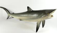 TAXIDERMY SHARK