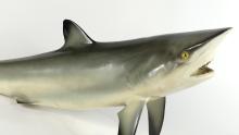 TAXIDERMY SHARK