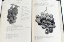 RARE ORIGINAL VERSION OF THE "FRUITS OF ONTARIO 1906"