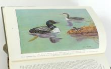 "THE BOOK OF BIRDS" 2-VOLUME SET