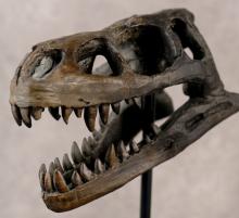REPLICA UTAHRAPTOR SKULL