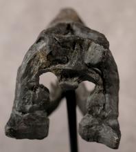 REPLICA UTAHRAPTOR SKULL