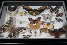 SPECIMEN FRAME