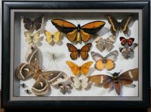 SPECIMEN FRAME