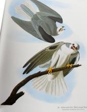 AUDUBON'S BIRDS OF AMERICA