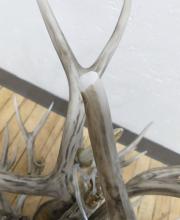 "ANTLER" CHANDELIER