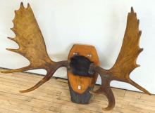 MOOSE ANTLER WALL PLAQUE