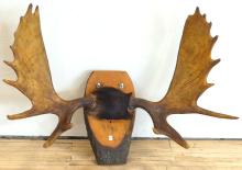 MOOSE ANTLER WALL PLAQUE