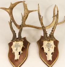 DEER ANTLERS