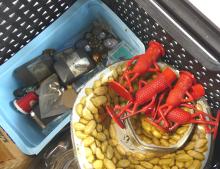 TRAY OF CURIOS