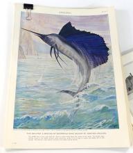 ENCYCLOPEDIA BRITANNICA ILLUSTRATIONS