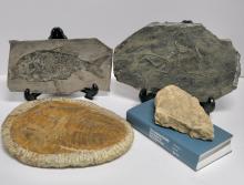 FOSSILS AND BOOK