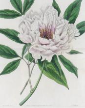 PAIR ANTIQUE BOTANICAL PRINTS