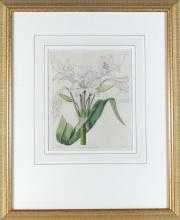 PAIR ANTIQUE BOTANICAL PRINTS