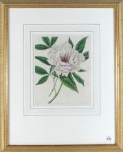 PAIR ANTIQUE BOTANICAL PRINTS