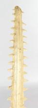 SAWFISH SCULPTURE