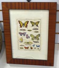 PAIR OF "BUTTERFLY" ENGRAVINGS AND SAMPLER