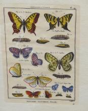 PAIR OF "BUTTERFLY" ENGRAVINGS AND SAMPLER