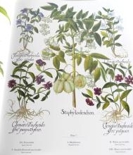 THE BESLER FLORILEGIUM VOLUME