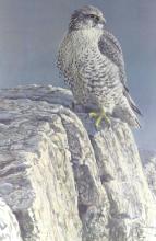 ROBERT BATEMAN