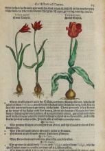 TWO 16TH CENTURY BOTANICAL PRINTS