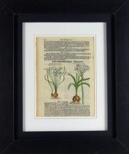 TWO 16TH CENTURY BOTANICAL PRINTS