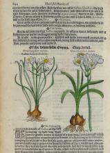 TWO 16TH CENTURY BOTANICAL PRINTS